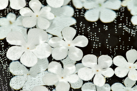 Viburnum on clear water, mirror reflectionの写真素材
