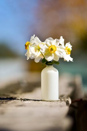 Beautiful bouquet of white flowers (Japanese anemone)の写真素材