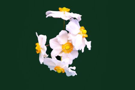 Beautiful bouquet of white flowers (Japanese anemone)の写真素材