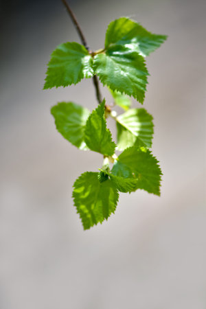 Birch twig with fresh green leaves on gray background