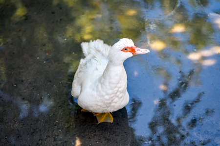 Domestic duck on the farm, on the water in the shade of treesの写真素材