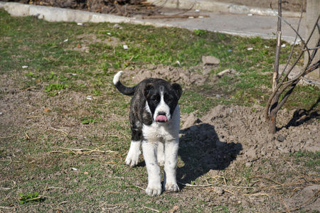 Caucasian Shepherd Dog puppy on the household backyard. Is a breed of large livestock guardian dog...