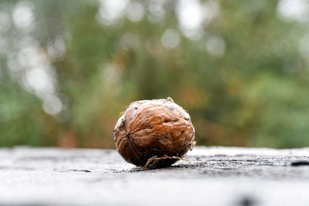 A ripe fallen walnut in rainy weatherの写真素材