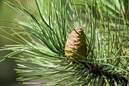 A pine cone on a fluffy green branch, nature backgroundの写真素材