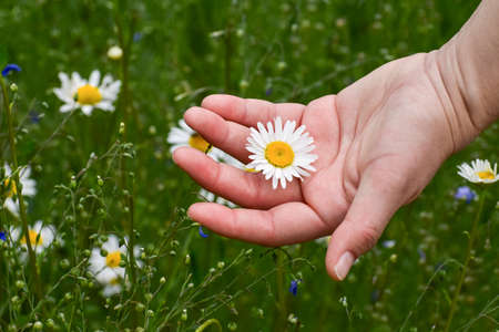 Girl's hand holds a daisy flower in a green meadowの写真素材