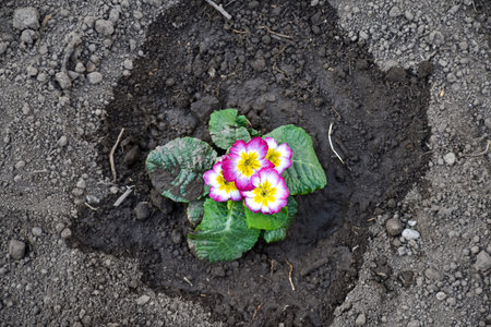 Freshly planted ornamental flowers and watered in the spring garden