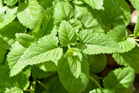 Perennial herbaceous plant in the mint family - Lemon balm (Melissa officinalis) in the garden bed