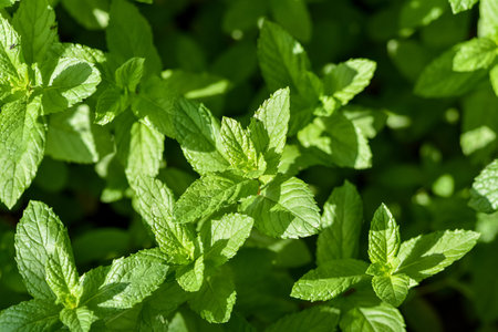 Perennial herbaceous plant in the mint family - Spearmint, Garden mint, Menthol Mint in the garden...