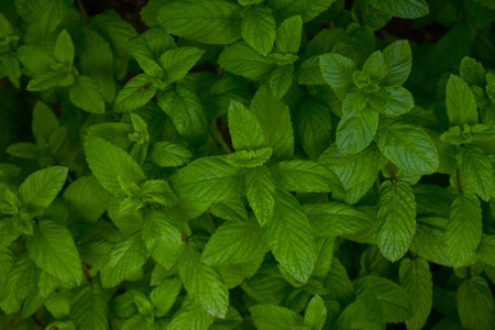 Spearmint, Garden mint, Spear mint, Bush mint, Menthol Mint in the garden bed at early morning