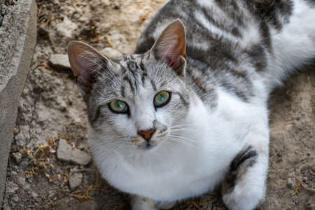 A young country cat lies in the shade in the backyard in hot weatherの写真素材