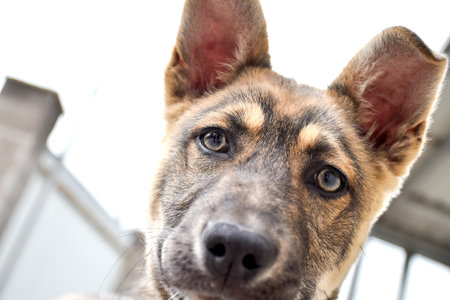 Portrait of a German shepherd dog. Selective focus on the eyes. Young puppy playing with a man in the backyard of a houseの写真素材
