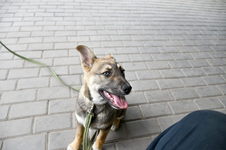 German shepherd dog sitting on the street and looking at the camera. Young puppy playing with a man...
