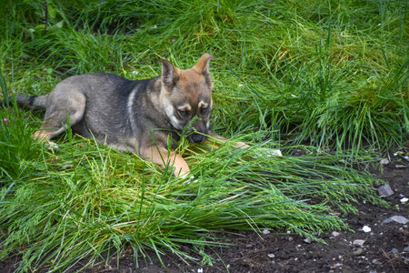 A gray dog lies in the green grass and eats a piece of bread. A young puppy plays in the spring...