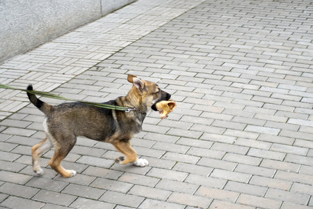Dog with a bone in its mouth walks on the street of the city. Young puppy playing in the backyard of a houseの写真素材