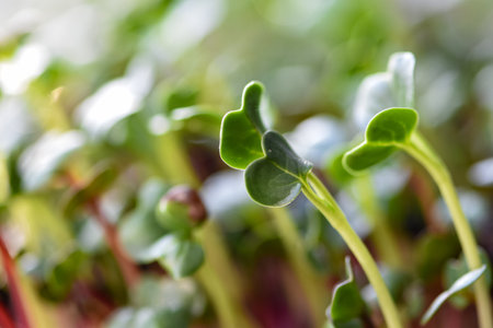 Microgreen of radish sprouts close up. Selective focusの写真素材