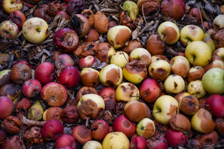 Fallen apples on the ground in the garden. Autumn harvest. Damaged apples in compost pit on the ground in domestic apple orchardの写真素材
