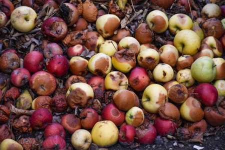 A lot of rotten apples lying on the ground. Autumn harvest. Damaged apples in compost pit on the ground in domestic apple orchardの写真素材