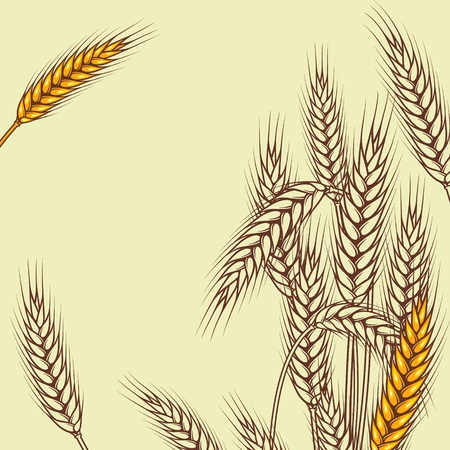 Background with ripe yellow wheat ears, vector illustration のイラスト素材