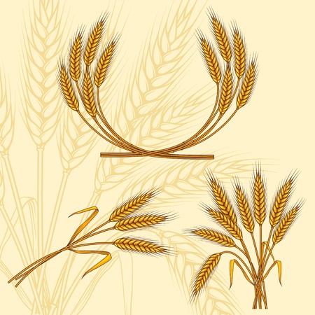 Background with ripe yellow wheat ears, vector illustration のイラスト素材