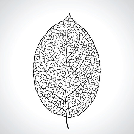 Black macro leaf natural isolatedのイラスト素材