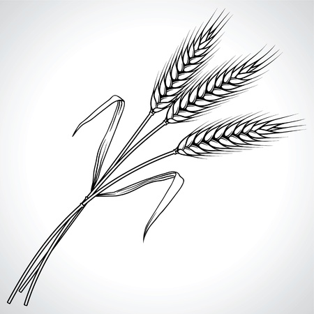 Ripe black wheat ears isolated illustration のイラスト素材