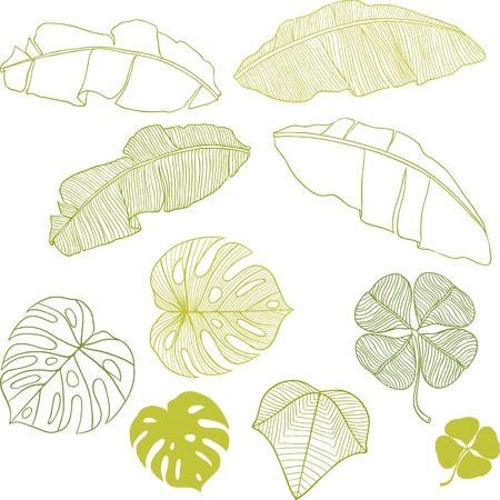 Set of different leaves  のイラスト素材