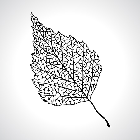 Black macro leaf of birch tree isolated のイラスト素材