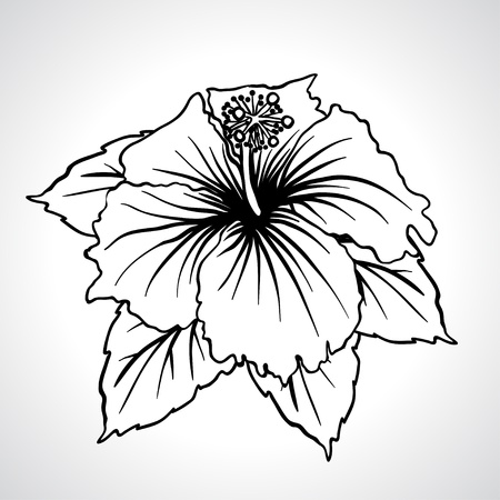 Black macro chinese rose flowers isolated のイラスト素材
