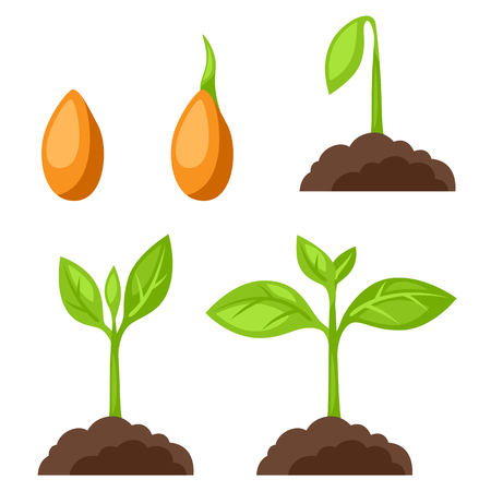 Set of illustrations with phases plant growth. Image for banners, web sites, designs.のイラスト素材