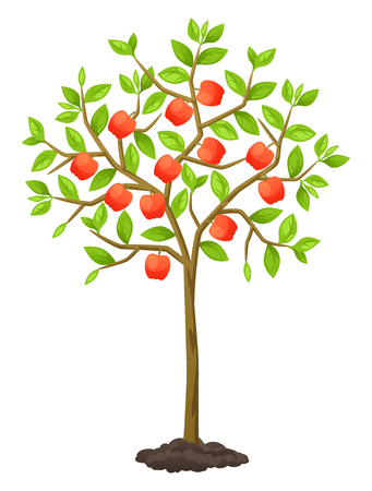 Fruit tree with apples. Illustration for agricultural booklets, flyers garden.のイラスト素材