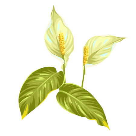 Bouquet of two decorative flowers spathiphyllum on white backgroundのイラスト素材