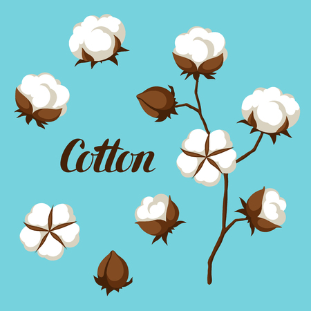 Set of cotton flower buds, bolls and branch.のイラスト素材