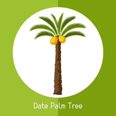Date palm tree. Illustration of exotic tropical plant.のイラスト素材