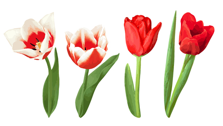 Set of decorative red and white tulips.のイラスト素材