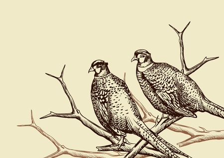 Background with pheasants. Antique engraving illustration with birds.のイラスト素材