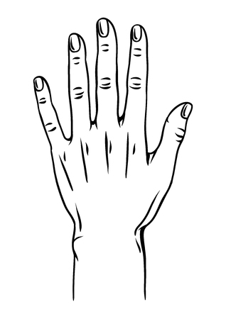 Illustration of human hand. Female palm gesture.のイラスト素材