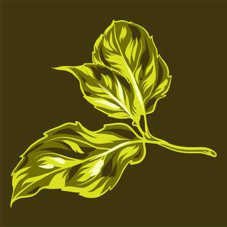 Illustration of apple leaves. Stylized hand drawn plant.のイラスト素材