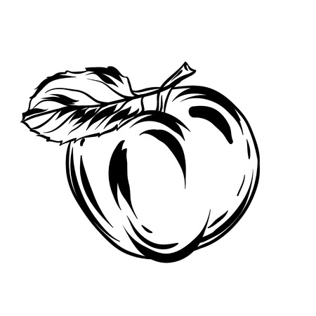 Illustration of apple. Stylized hand drawn fruit.のイラスト素材