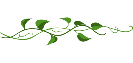 Twisted wild liana branch. Jungle vines plant. Woody natural tropical rainforest.のイラスト素材