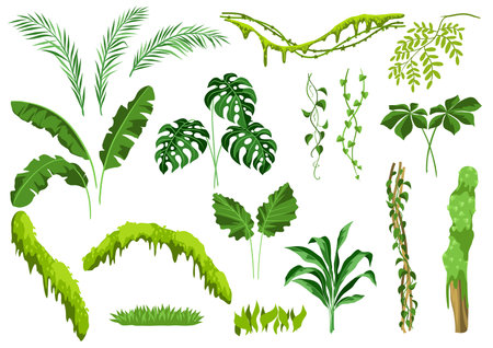 Set of jungle plants. Tropical leaves. Woody natural rainforest.のイラスト素材