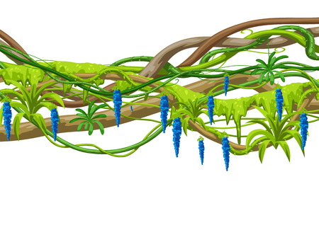 Twisted wild lianas branches background. Jungle vines plants. Woody natural tropical rainforest.のイラスト素材