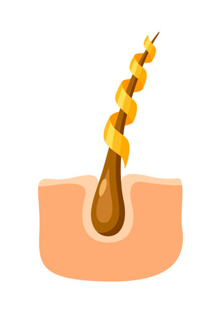 Hair follicle strengthening illustration. Care and treatment concept image.のイラスト素材