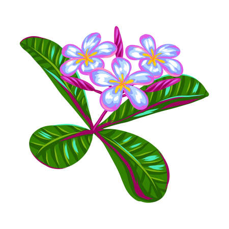 Illustration of tropical plumeria flower. Decorative exotic plant.のイラスト素材