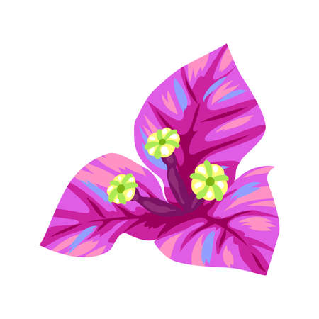 Illustration of tropical bougainvillea flower. Decorative exotic plant.のイラスト素材