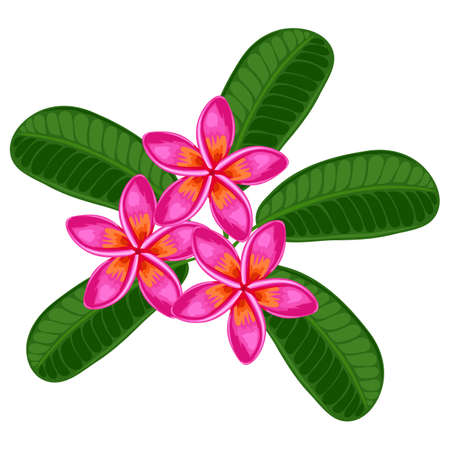 Illustration of tropical plumeria flower. Decorative exotic plant.のイラスト素材