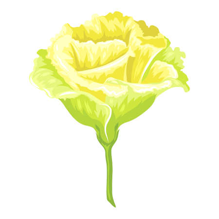 Illustration of blooming carnation flower. Decorative beautiful plant.のイラスト素材