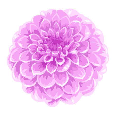 Illustration of blooming aster flower. Decorative beautiful plant.のイラスト素材