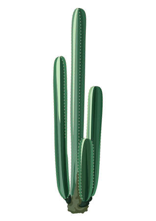 Illustration of cactus. Decorative spiky mexican cacti. Natural image.のイラスト素材