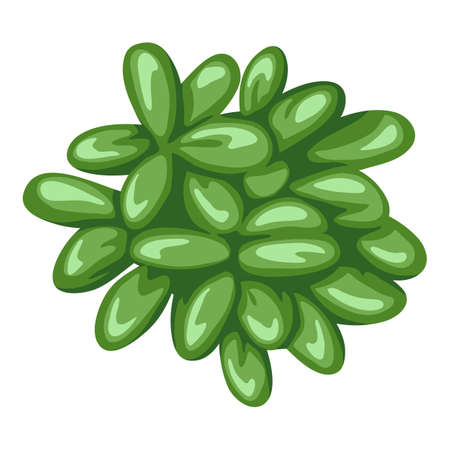 Illustration of succulent. Decorative home plant. Natural image or icon. ...のイラスト素材