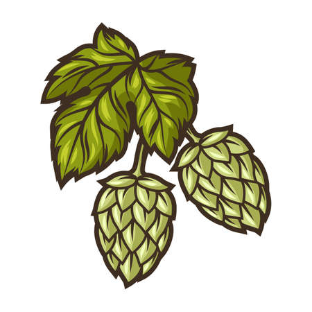 Illustration of hop. Object in engraving hand drawn style. Old decorative element for beer festival or Oktoberfest.のイラスト素材